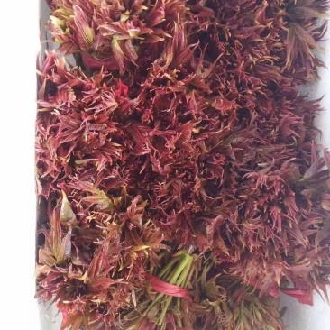 香椿芽，色泽红艳口感鲜嫩，精品包装产地直销，全国代发