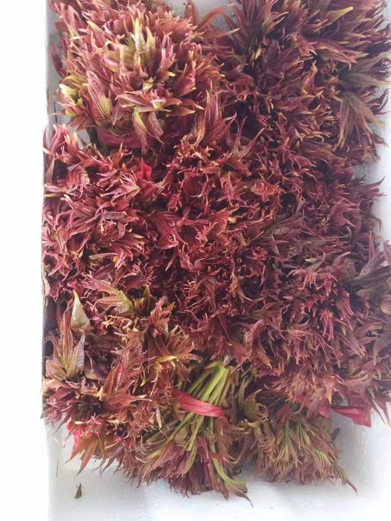 香椿芽，色泽红艳口感鲜嫩，精品包装产地直销，全国代发