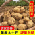 甘肃土豆西森,226土豆实地看货全国发货欢迎联系