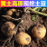 甘肃土豆西森,226土豆实地看货全国发货欢迎联系