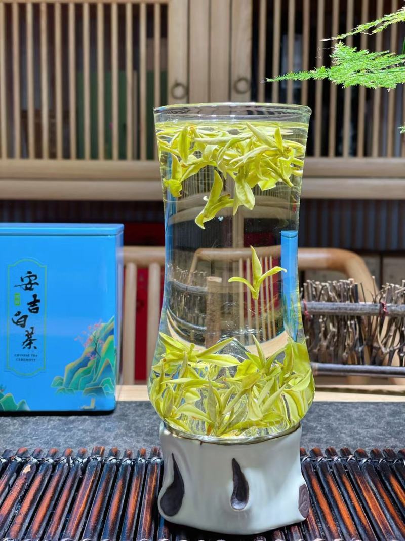 这个春天只为等这一杯鲜高香头采安吉白茶