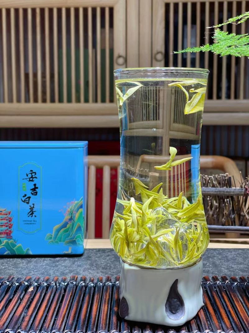 这个春天只为等这一杯鲜高香头采安吉白茶