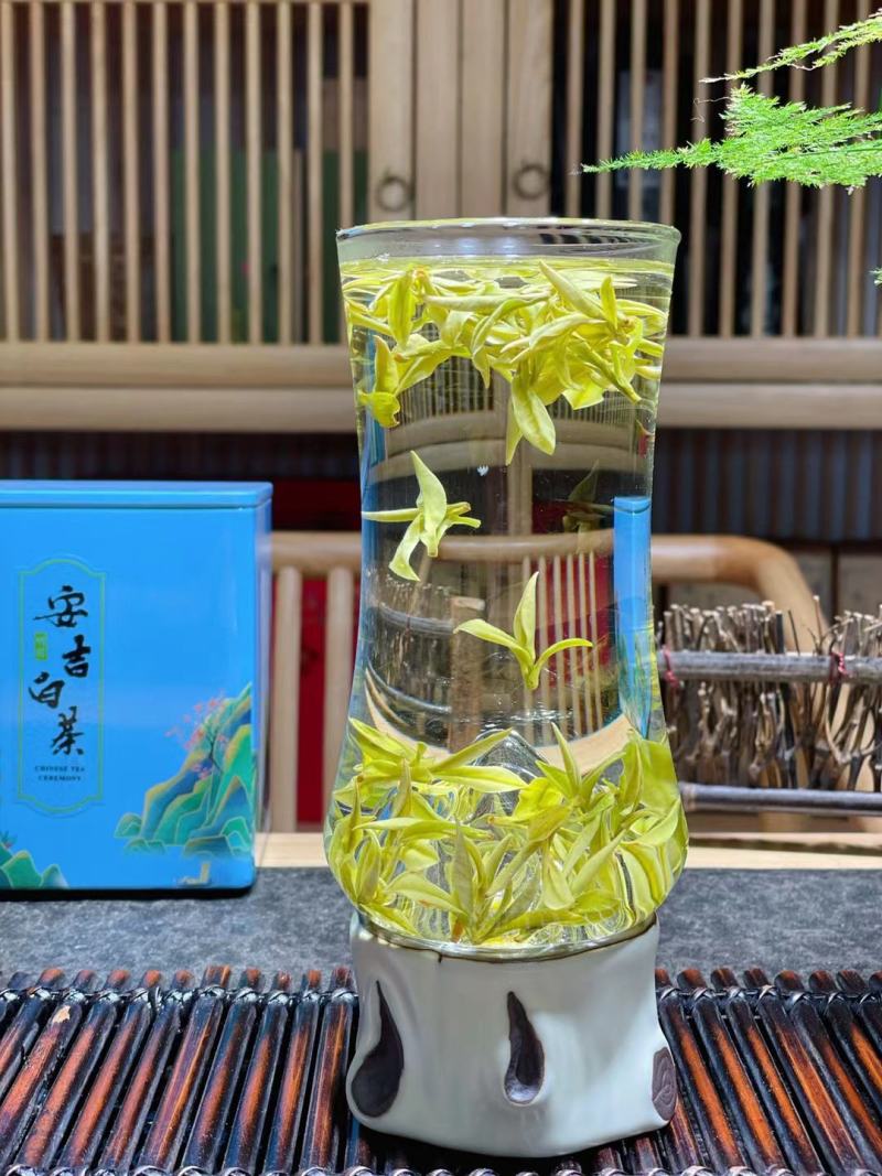 这个春天只为等这一杯鲜高香头采安吉白茶