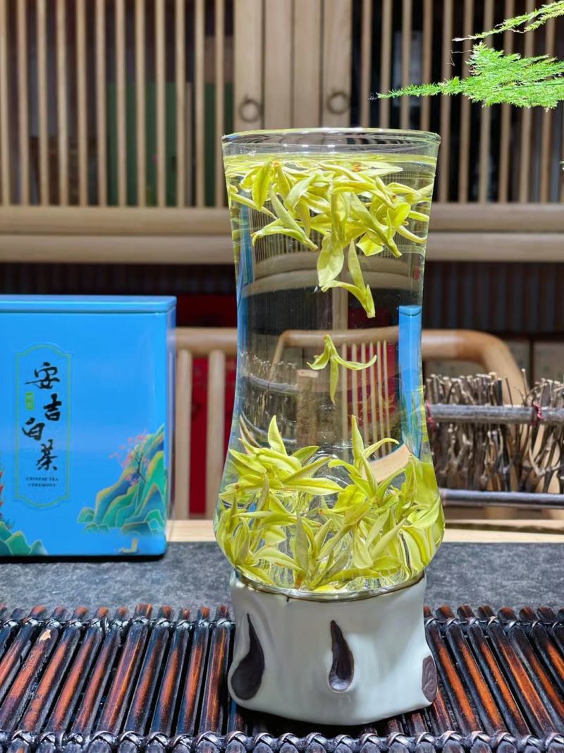 这个春天只为等这一杯鲜高香头采安吉白茶