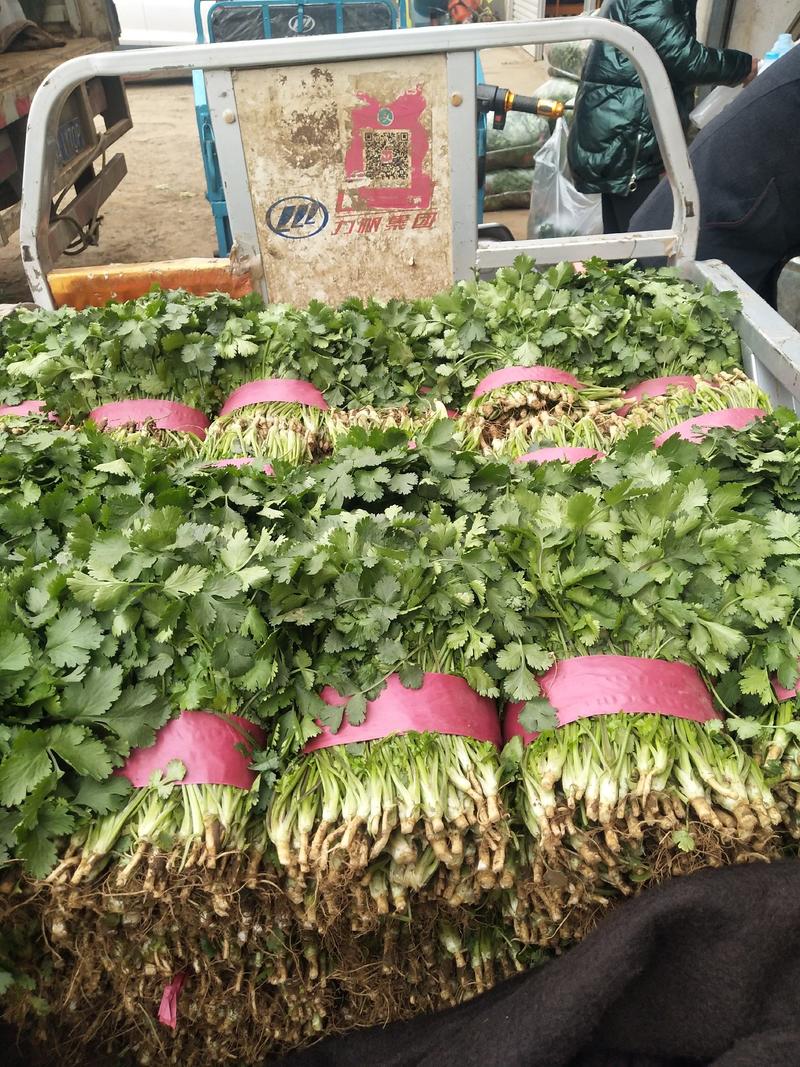 深绿色大叶香菜，大量上市，一手货源，新疆，湖北，辽宁沈阳