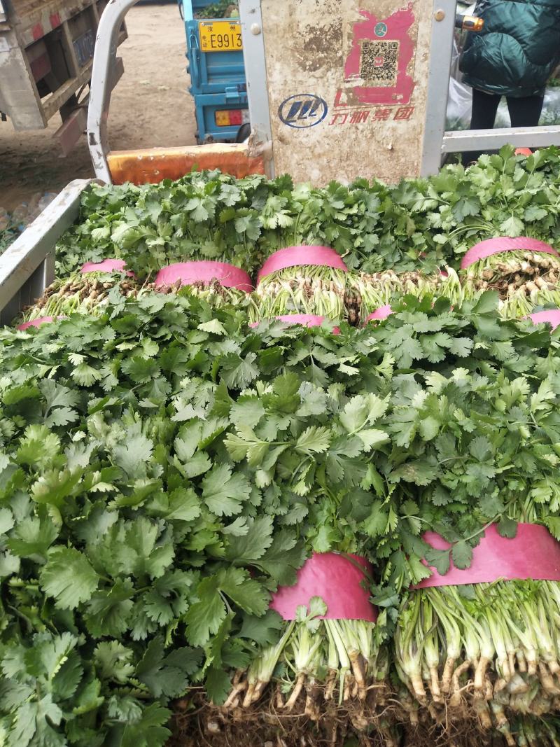 深绿色大叶香菜，大量上市，一手货源，新疆，湖北，辽宁沈阳