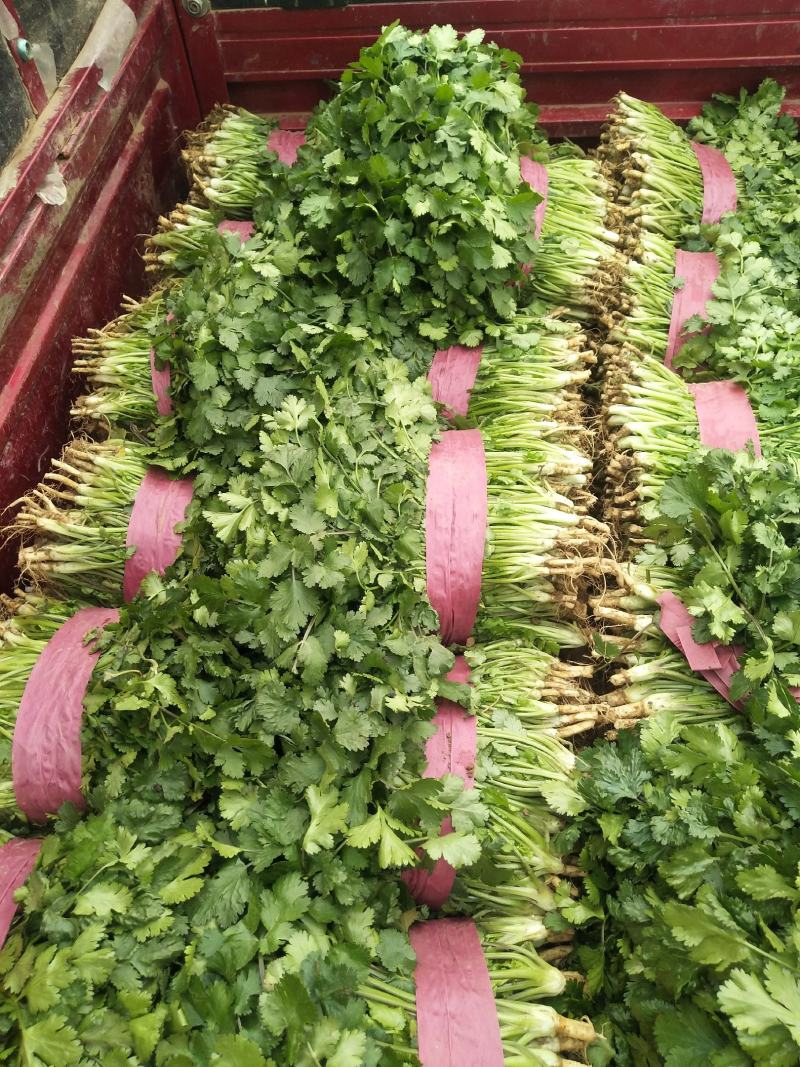 深绿色大叶香菜，大量上市，一手货源，新疆，湖北，辽宁沈阳