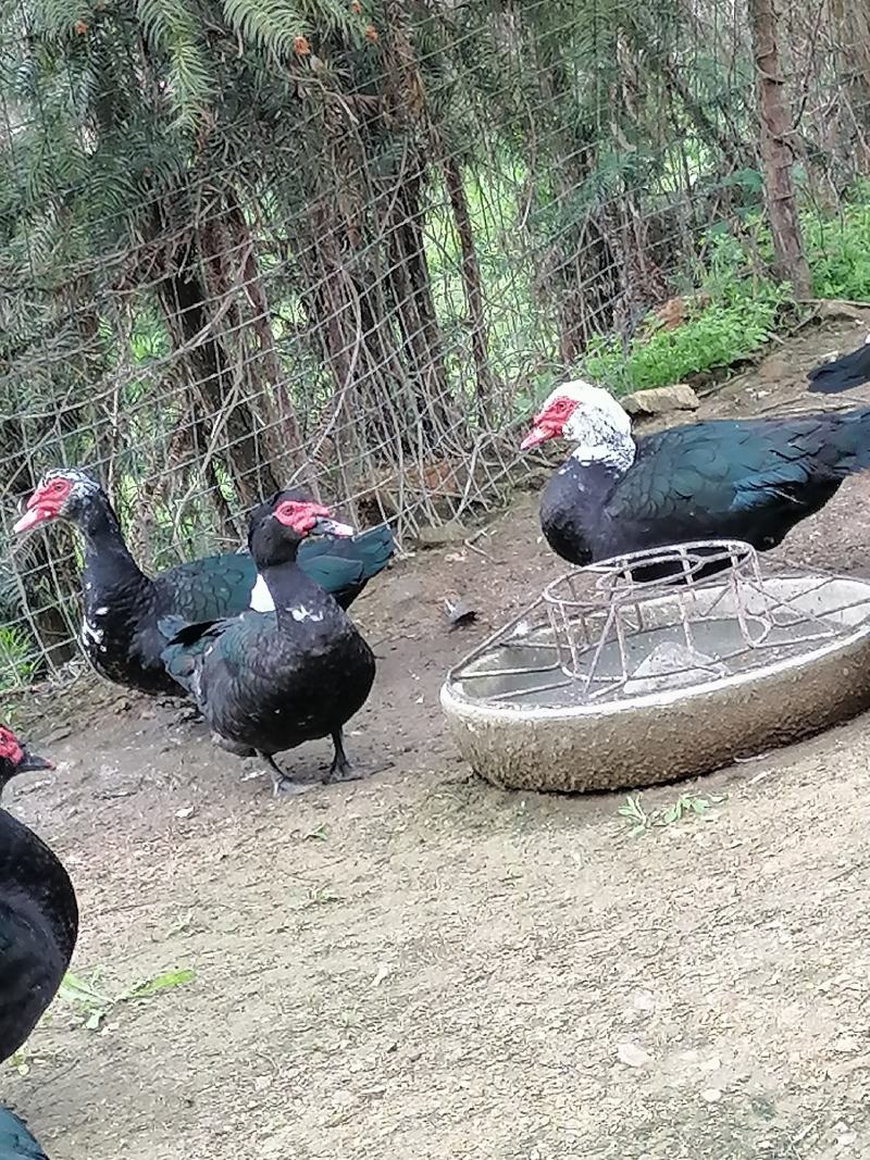 老番鸭，，，，，，，，，，
