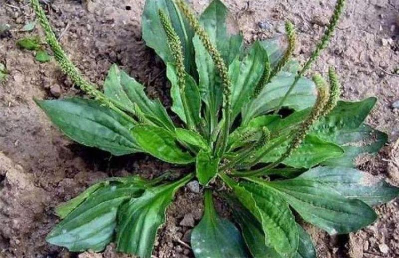 车前草种子纯新种子发芽率高提供种植技术
