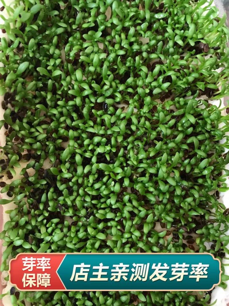 车前草种子纯新种子发芽率高提供种植技术