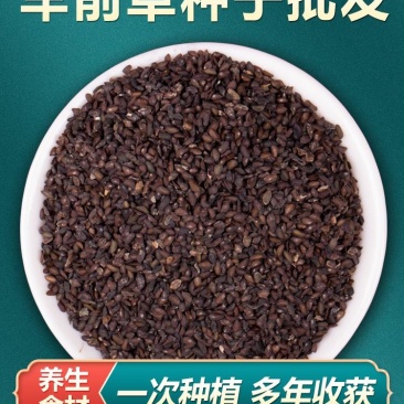车前草种子纯新种子发芽率高提供种植技术