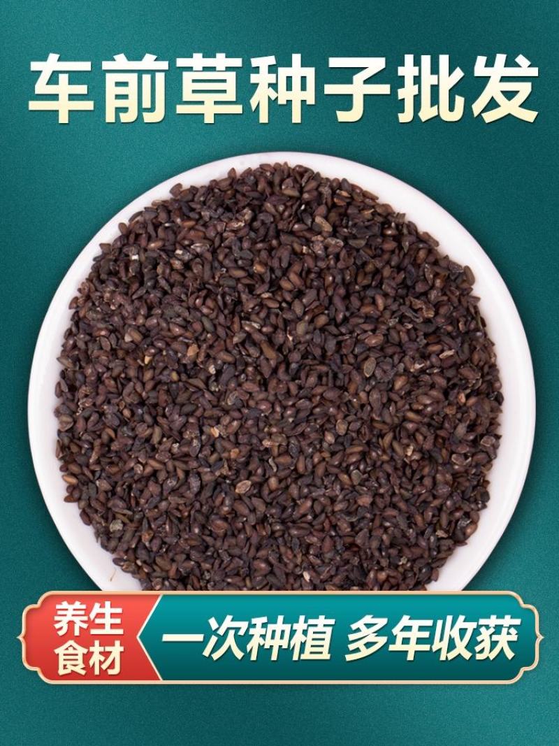 车前草种子纯新种子发芽率高提供种植技术