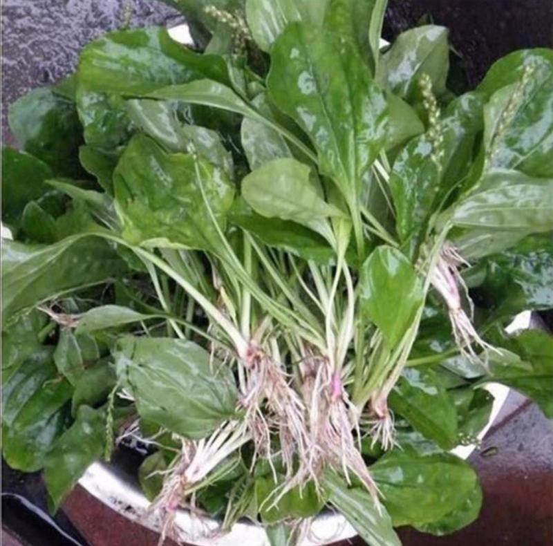 车前草种子纯新种子发芽率高提供种植技术