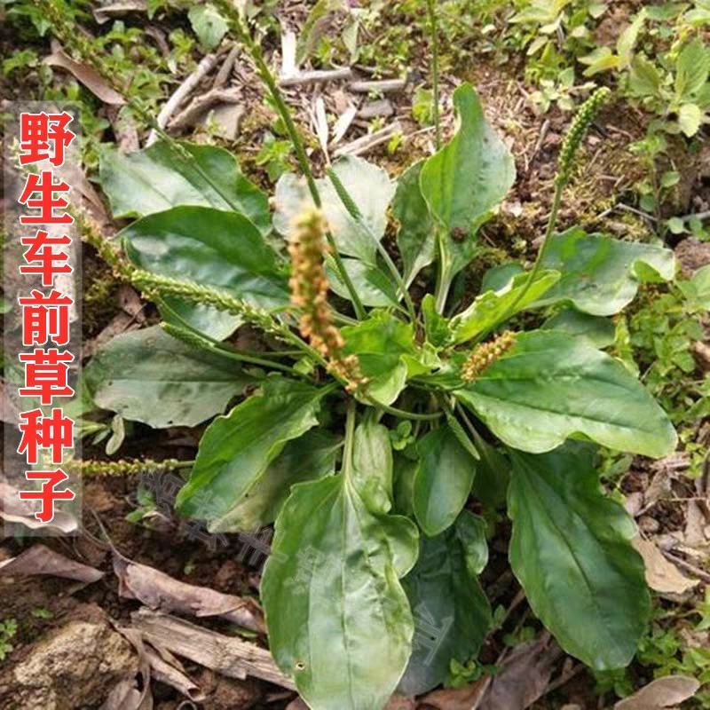 车前草种子纯新种子发芽率高提供种植技术