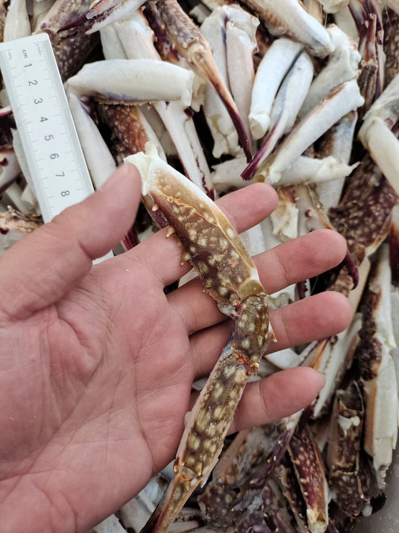 新鲜梭子蟹蟹钳大号中号小号都有货