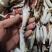 新鲜梭子蟹蟹钳大号中号小号都有货