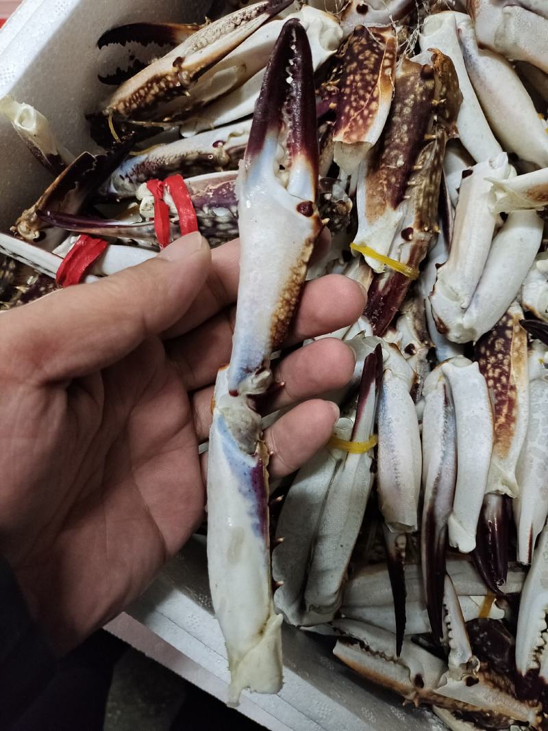 新鲜梭子蟹蟹钳大号中号小号都有货