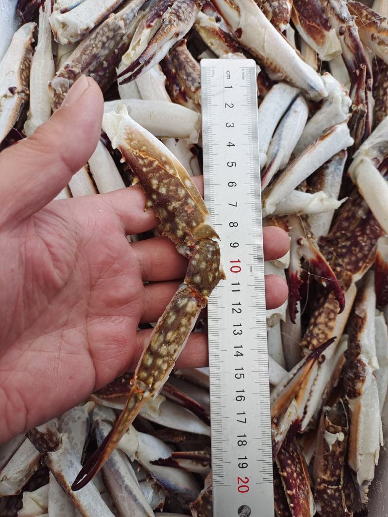 新鲜梭子蟹蟹钳大号中号小号都有货