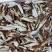 新鲜梭子蟹蟹钳大号中号小号都有货