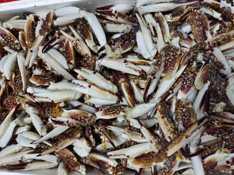 新鲜梭子蟹蟹钳大号中号小号都有货