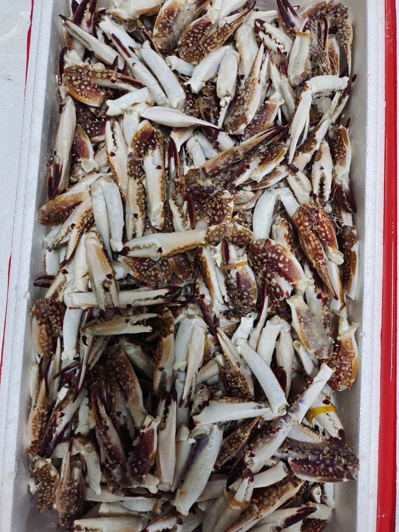 新鲜梭子蟹蟹钳大号中号小号都有货