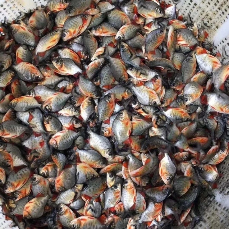 白鲳鱼苗红鲳鱼苗鲳鱼苗淡水食用优质活体鲳鱼苗