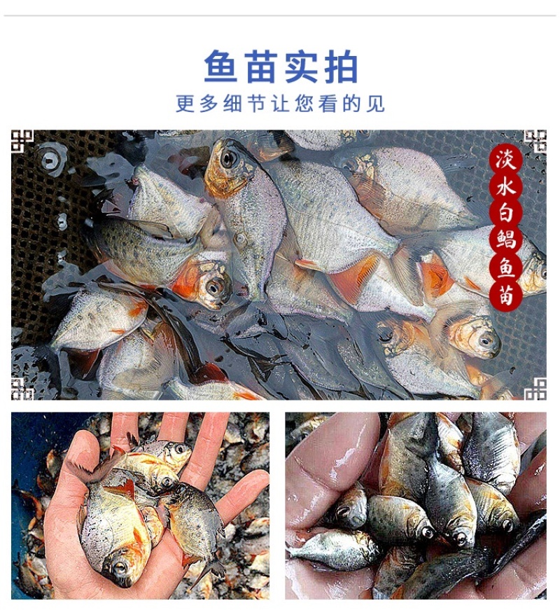白鲳鱼苗红鲳鱼苗鲳鱼苗淡水食用优质活体鲳鱼苗