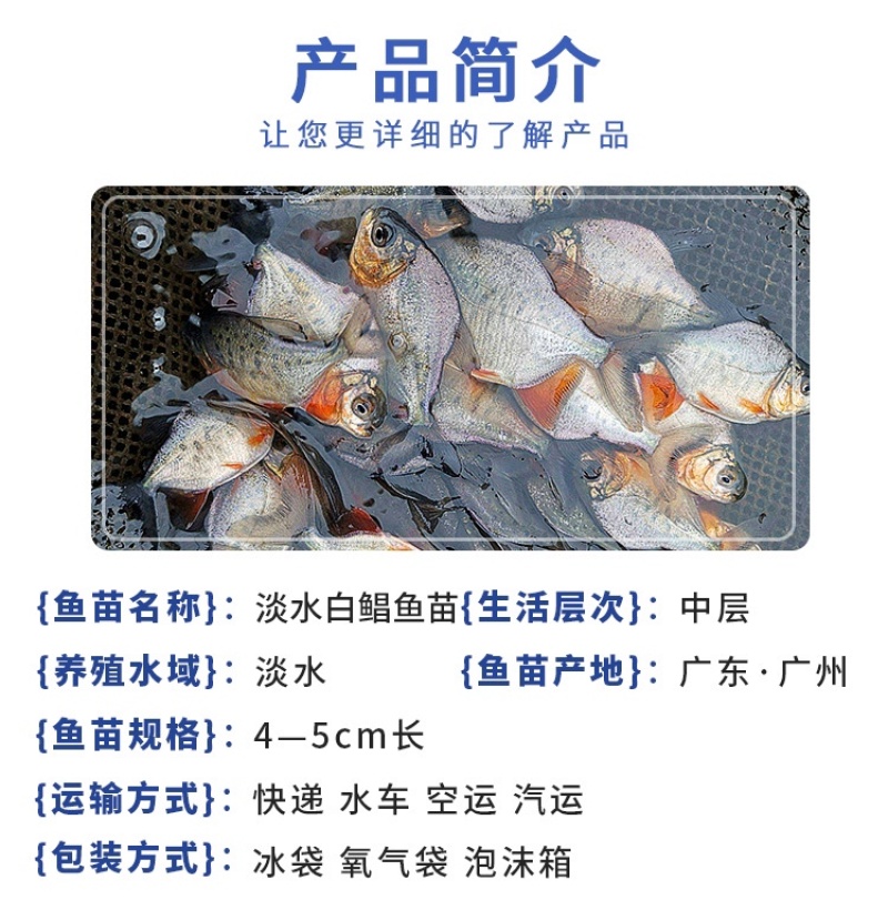 白鲳鱼苗红鲳鱼苗鲳鱼苗淡水食用优质活体鲳鱼苗