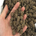 中药材猫爪草粉小毛茛野生水洗猫爪草现磨包邮正品包邮