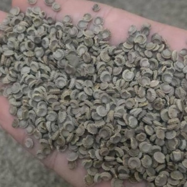 粉防己种子、自家粉防己釆摘，品质保证。提供技术支持