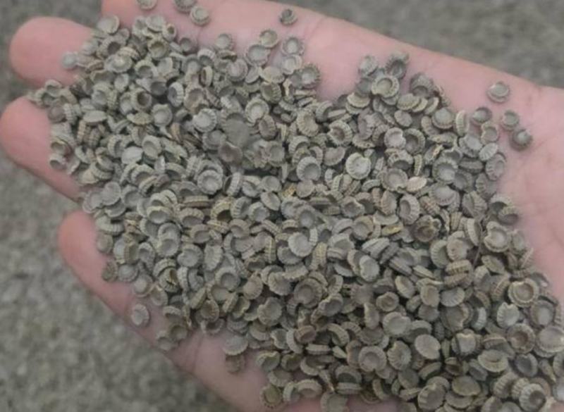 粉防己种子、自家粉防己釆摘，品质保证。提供技术支持