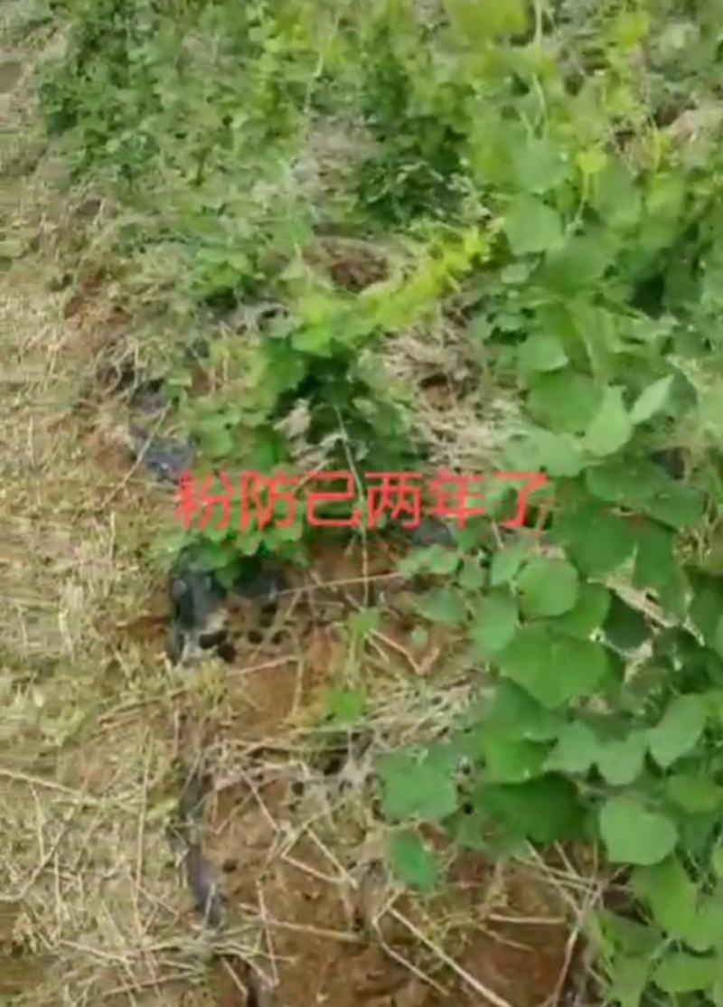粉防己种子、自家粉防己釆摘，品质保证。提供技术支持
