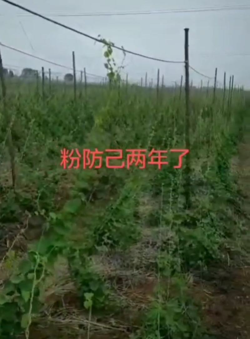 粉防己种子、自家粉防己釆摘，品质保证。提供技术支持