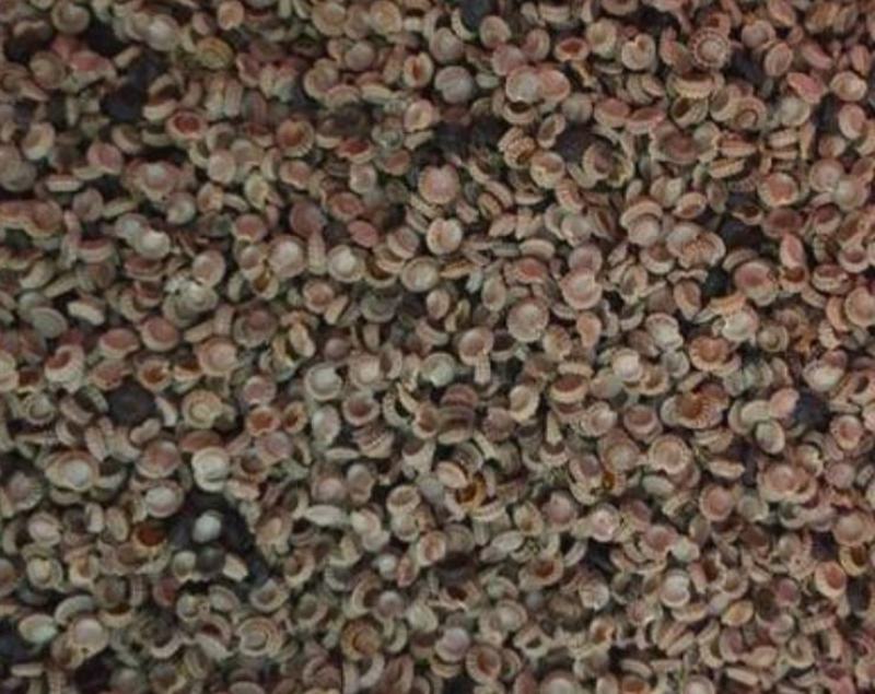 粉防己种子、自家粉防己釆摘，品质保证。提供技术支持