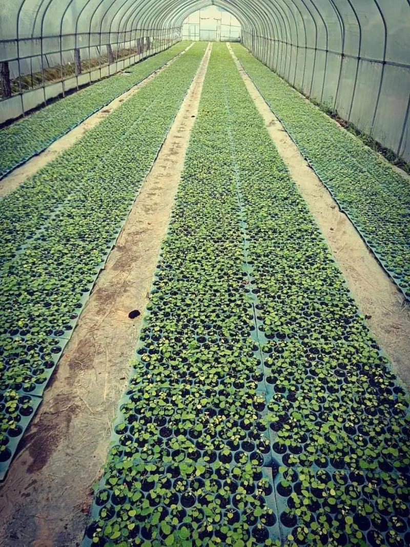 粉防己种子、自家粉防己釆摘，品质保证。提供技术支持
