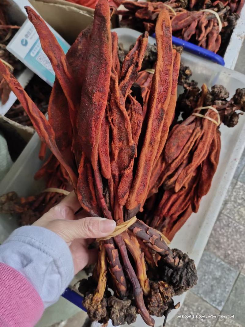 回春草野生回春草中药材顶天柱不老草草丛蓉