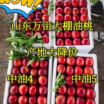 油桃中油四号126油桃全国物流专线发货市场自由交易