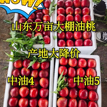 油桃中油四号126油桃全国物流专线发货市场自由交易