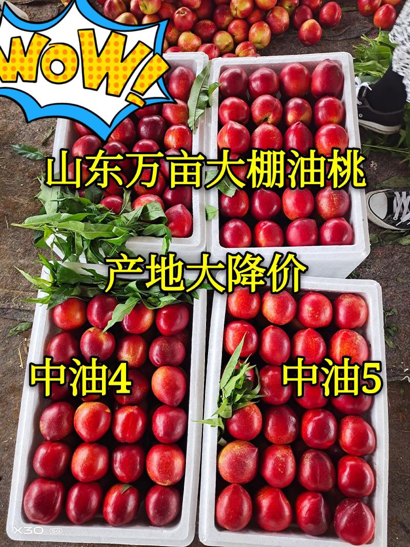 油桃中油四号126油桃全国物流专线发货市场自由交易