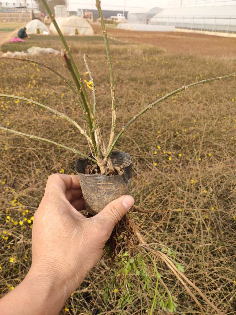 多分枝迎春价格，迎春工程苗，迎春花基地专业种植大量供应