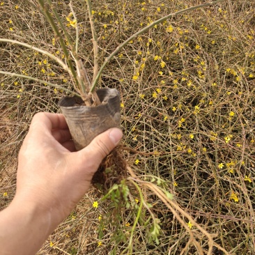 多分枝迎春价格，迎春工程苗，迎春花基地专业种植大量供应
