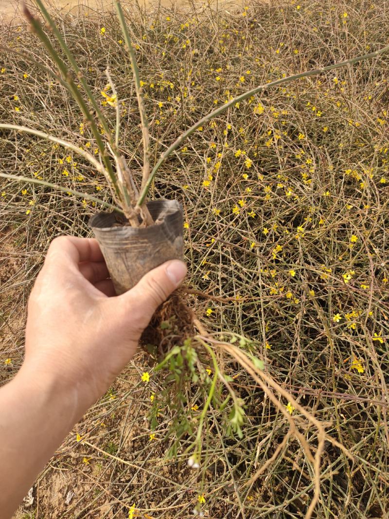 多分枝迎春价格，迎春工程苗，迎春花基地专业种植大量供应