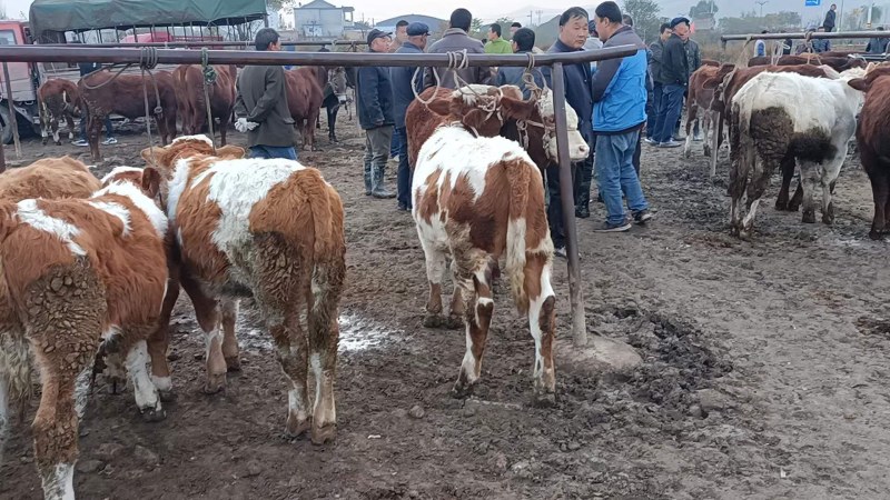 西门塔尔牛【正宗西门塔尔牛】长期出售公牛肉牛活牛