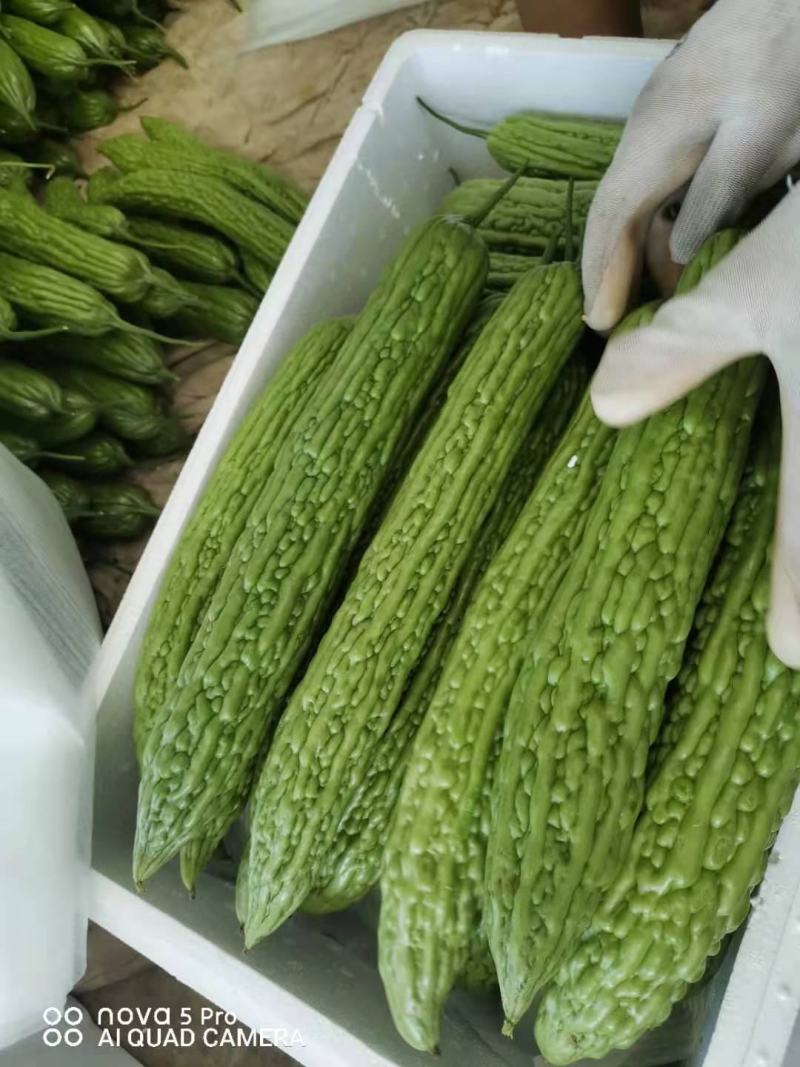 精品苦瓜，新鲜光泽无划痕，各种包装，量大质优