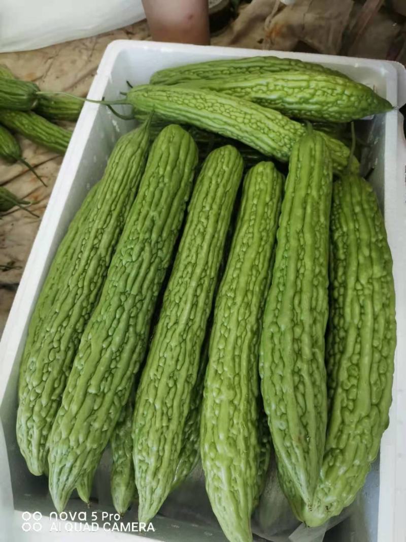 精品苦瓜，新鲜光泽无划痕，各种包装，量大质优