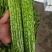 精品苦瓜，新鲜光泽无划痕，各种包装，量大质优