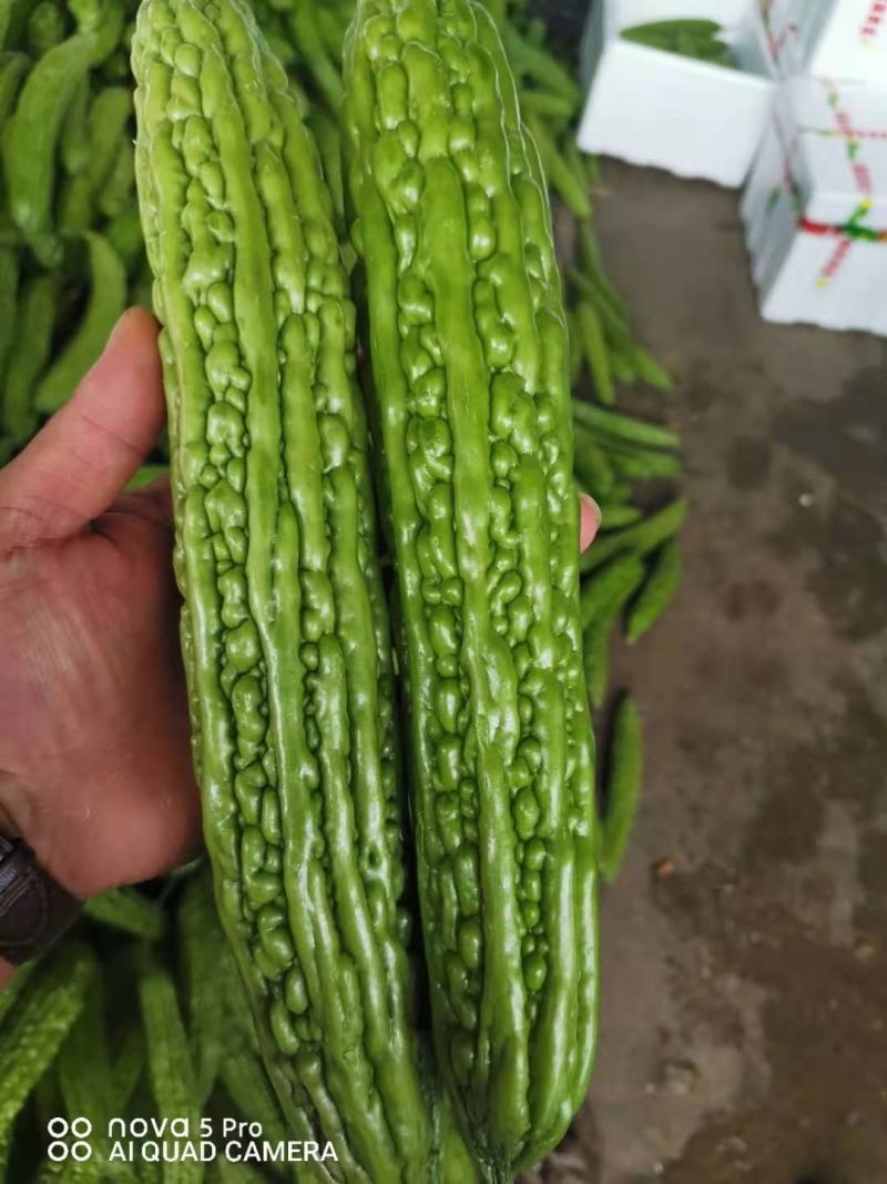 精品苦瓜，新鲜光泽无划痕，各种包装，量大质优