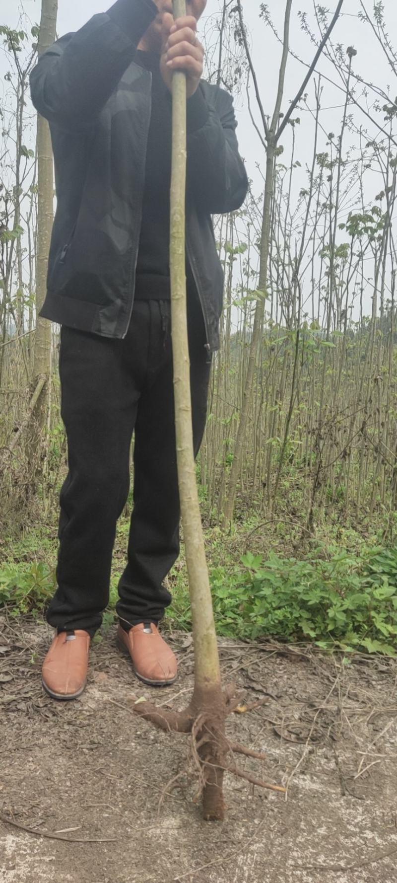 核桃苗，直生核桃树苗可以土球包装上车，嫁接核桃树苗，