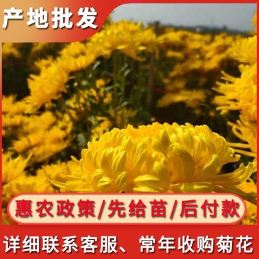 大量批发金丝皇菊苗婺源菊花苗菊花苗
