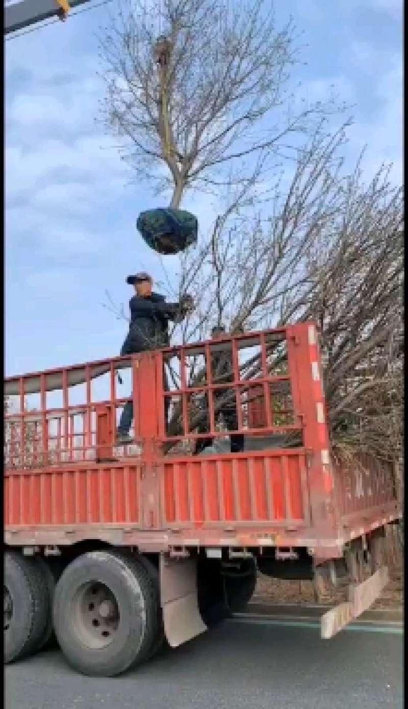 南通枇杷树产地8公分10公分12公分枇杷树价格